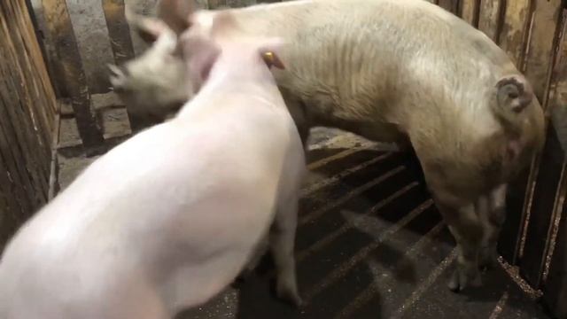 Хряк Крупная Белая 6.5 месяца смотреть онлайн