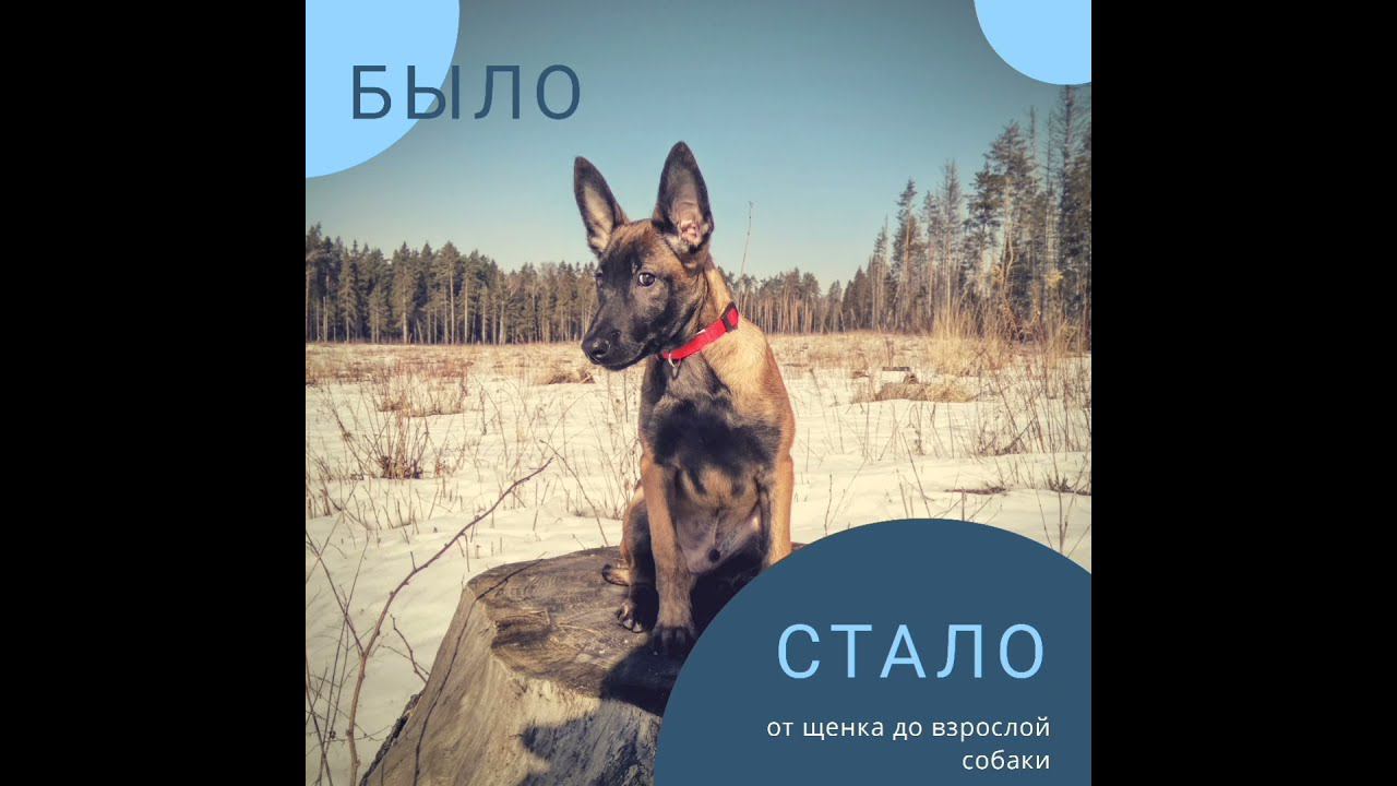 Было-Стало. Бельгийская овчарка, малинуа.