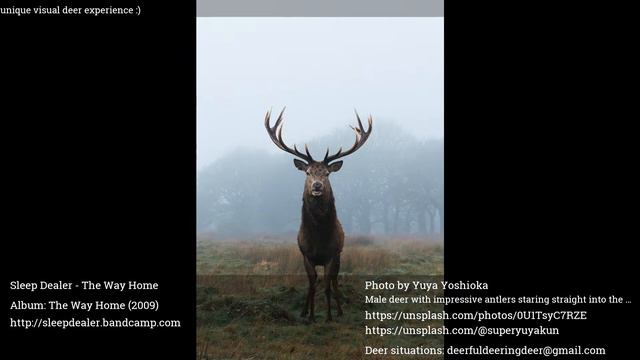 Deer Radio 24/7: find your favorite music while having unique audio visual deer experience! смотреть онлайн