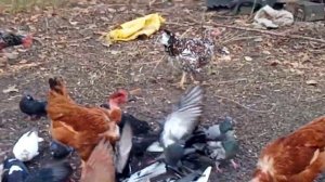 голуби воронежа и области