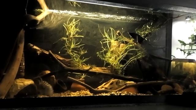 ночной аквариум смотреть онлайн