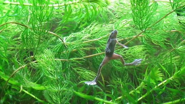 Hymenochirus Boettgeri Sube A La Superficie Llena De Plantas HD.