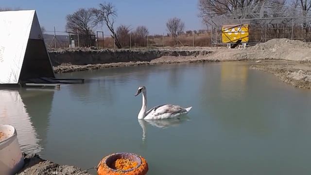 ветреный день, питомник роз полины козловой rozarium.biz, domestic swans , swan donna rose смотреть онлайн
