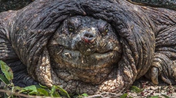 THE MOST DANGEROUS ANIMALS In The World