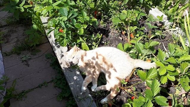 Хорошо в деревне летом. Кот, котовник или клубника?!)) смотреть онлайн