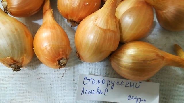 Лук шалот Старорусский видео 8 смотреть онлайн