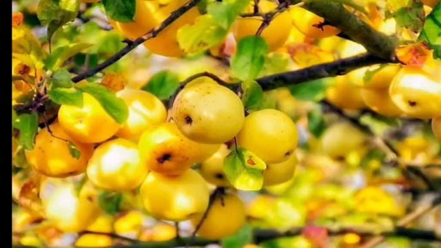 Екатерина Румянцева, воспитатель Школы № 2031. Яблоня смотреть онлайн