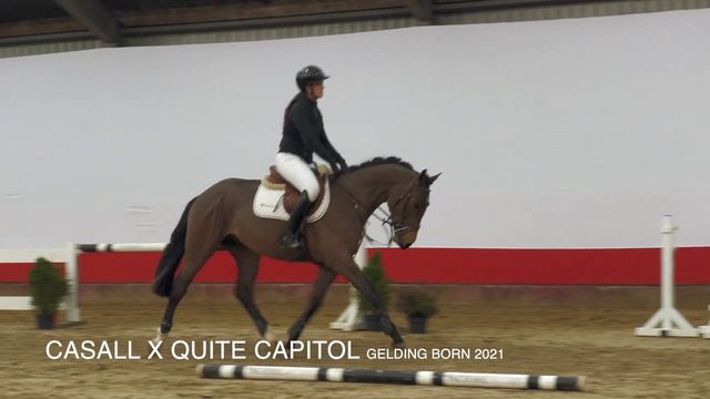 Cosmo IN THE YOUHORSE.AUCTION UNDER THE SADDLE 2 - 5 MARCH 2024 смотреть онлайн