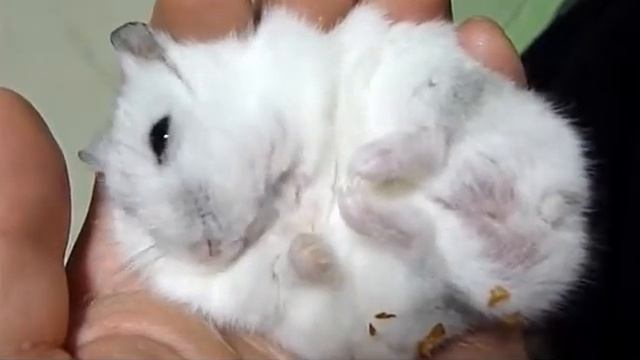 Хомяк МУЖИК!!! смотреть онлайн