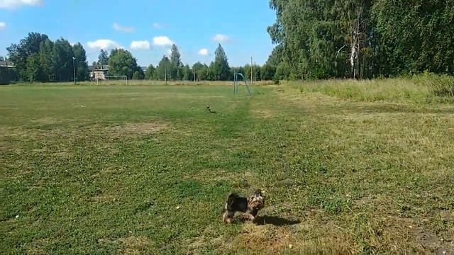 Лаврентий и Брайтан смотреть онлайн