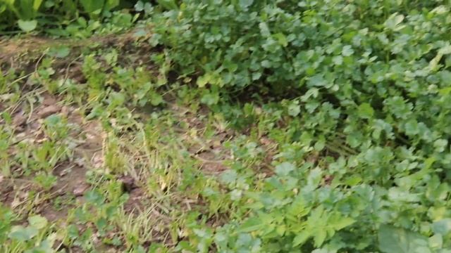 Vlog #32: Индийский огород зимою | индийский дом | Indian vegetables garden in winter at farm house смотреть онлайн