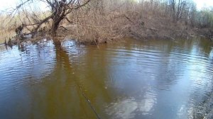 Открытие сезона на  поплавочную удочку. Чепца.