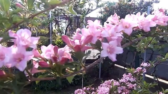 китайский жасмин смотреть онлайн