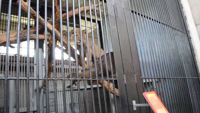Хороший зоопарк, Николаев: животные, птицы, рыбы, рептилии! Best zoo in Ukraine смотреть онлайн