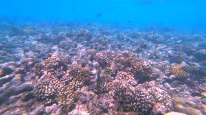 #1 Мальдивы. Куреду. Домашний риф / Maldives. Kuredu. Home Reef