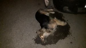 Бешенство у собаки г. Астрахань ул. Бабаевского 6.04.2023