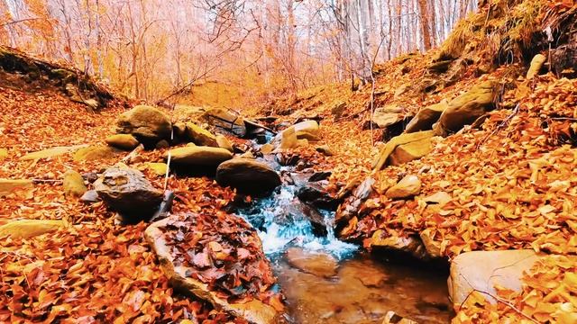 Осенняя атмосфера. Звуки осеннего ручья. Медитация, учеба, отдых - Белый шум ✦ Релакс ✦ Релаксация смотреть онлайн
