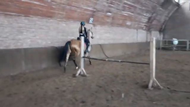 Продаётся ахалтекинский Мерин Akhal-Teke gelding for sale.https://akhaltekellc.com/ смотреть онлайн