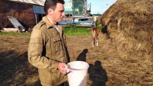 Выкармливание жеребёнка коровьем молоком.(месяц) Часть 2.