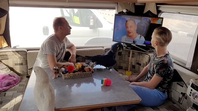 Мы на ТВ,на центральном канале. Попугай ара, какаду, Гиацинтовый Ара, говорящий попугай. смотреть онлайн