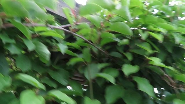 Актинидия - Растение Которое Должно Быть У Каждого!