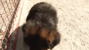 Брак у щенка НЕМЕЦКОЙ ОВЧАРКИ