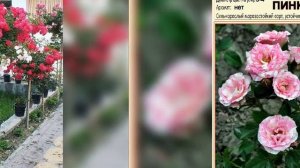 Атир гуллар