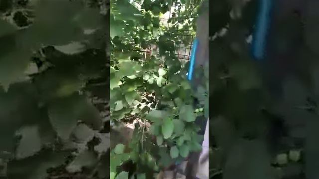 Моя любимая дача смотреть онлайн