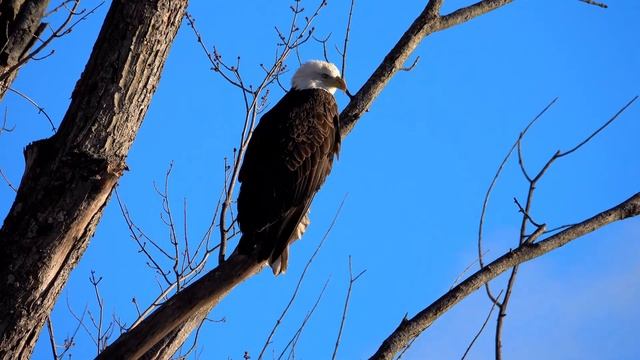 Top 10 Largest Eagles Around The World | Eagles | Top 10 Biggest And Largest Eagles Of The World смотреть онлайн