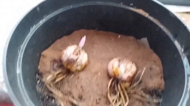 Как спасти лилию с ростком зимой. смотреть онлайн