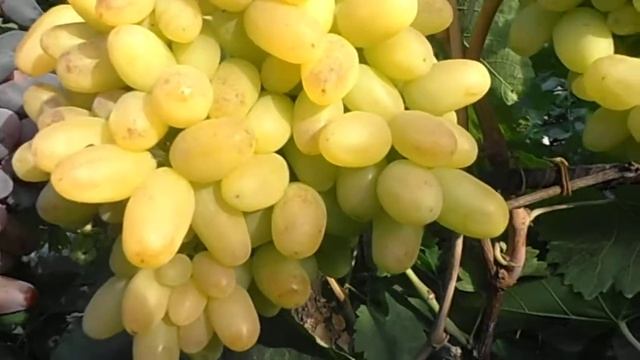 Виноград Гелиодор смотреть онлайн