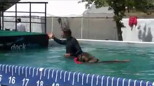 Zephyr dock dog training смотреть онлайн