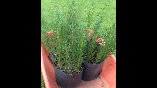 Cipreste italiano (Cupressus sempervirens var. Stricta) смотреть онлайн