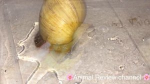 Выпадение внутренних органов у улитки.