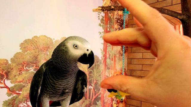 Попугай жако Петруня укусил хозяина?/funny animal videos смотреть онлайн