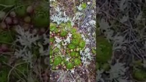 Молодило надо сохранить