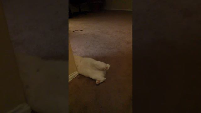 Kanako Dancing to Super Mario Nintendo Music смотреть онлайн