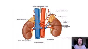 Железы и гормоны человека (строение эндокринной системы)
