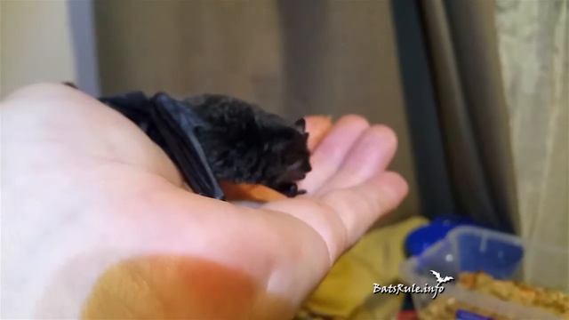 Rehab | Microbat in care3 | Myotis macropus, Southern Myotis, Large-footed Myotis смотреть онлайн