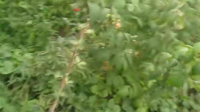 Снова о малине . Начинает плодоношение "Полка". .2018 год. смотреть онлайн