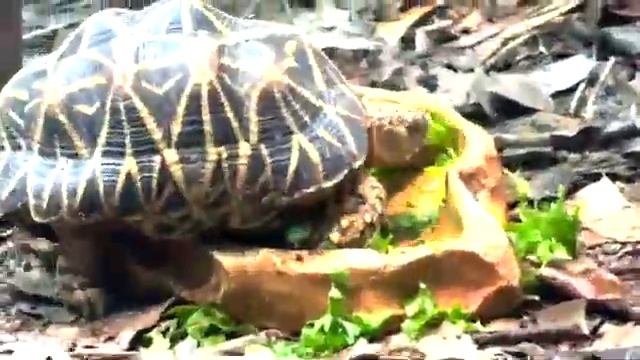 Australia Zoo Tour 2022 смотреть онлайн