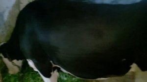 Стельность Коровы в Шесть месяцев//признаки