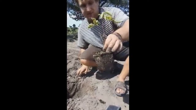 Посадка ежемалины Букингем Тайберри смотреть онлайн