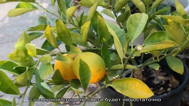 Как вырастить лимон дома на подоконнике смотреть онлайн