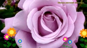 Роза чайно-гибридная Шарль де Голль. Краткий обзор, описание характеристик Charles De Gaulle