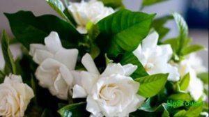 Гардения уход в домашних условиях