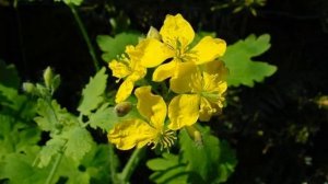 Отвар чистотела / Можно ли пить чистотел? / КОМУ НЕЛЬЗЯ ПРИМЕНЯТЬ ОТВАР ЧИСТОТЕЛА