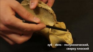 второй шейный позвонок (эпистрофей, ось) домашних животных