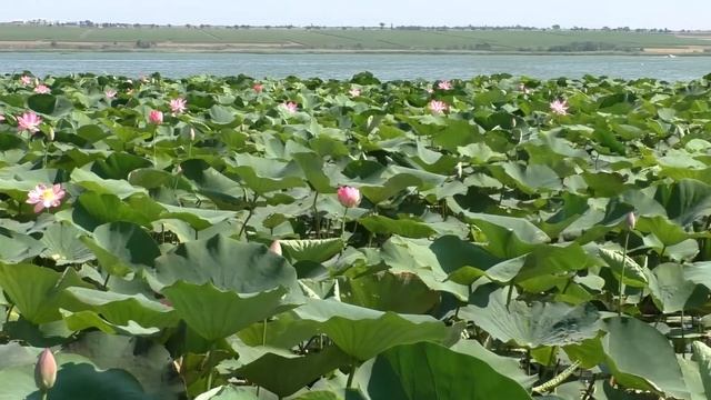 Цветение индийских лотосов на Тамани. Июль 2020. смотреть онлайн