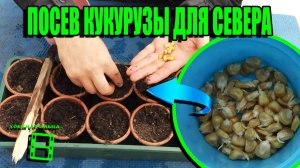 КАК САЖАТЬ КУКУРУЗУ, ПОДСОЛНУХ РАССАДОЙ В ЗОНЕ РИСКОВАННОГО ЗЕМЛЕДЕЛИЯ? САД (ОГОРОД) И ТЕПЛИЦА 12-21